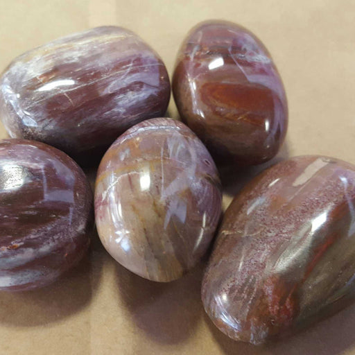 Palm Stones - Petrified Wood | High Ho Gems and Crystals